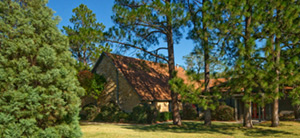 coleman_pines_002 coleman_pines_002
