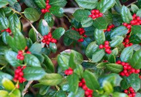holly_01 holly_01